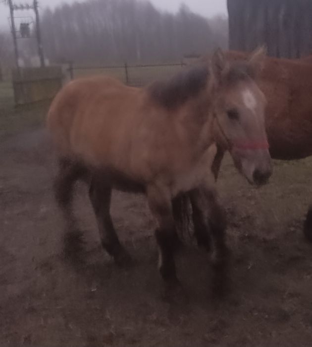 Sprzedam źrebówkę 7 miesięcy