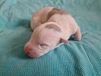 Chart angielski whippet piesek