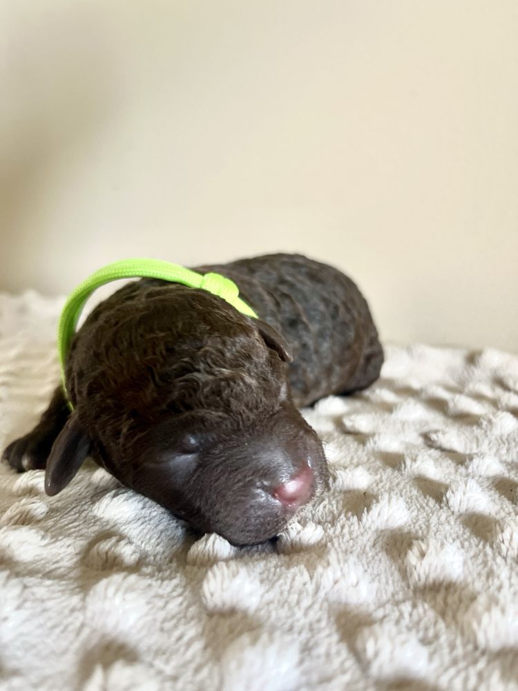 Samiec Lagotto Romagnolo FCI