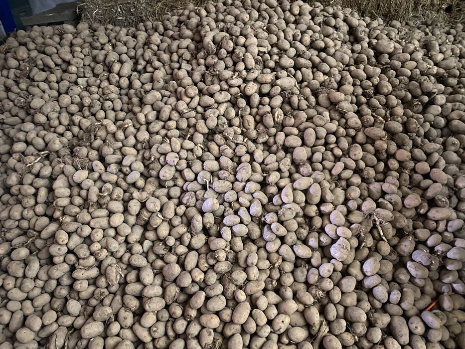 ZIEMNIAK odsort, odpad, pasza