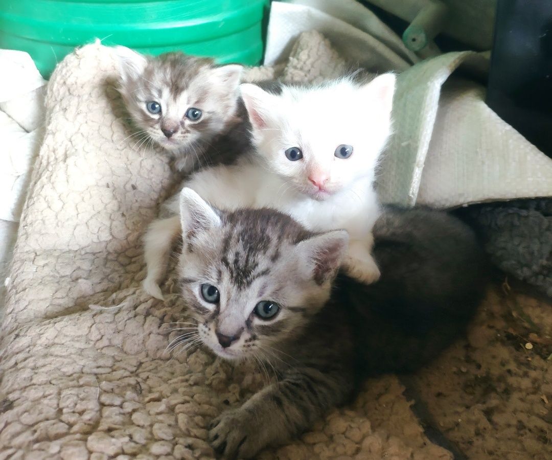 Кошенята шукають людей