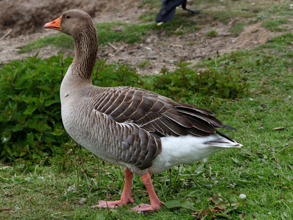 Ganso comum-ocidental, “Anser Anser”