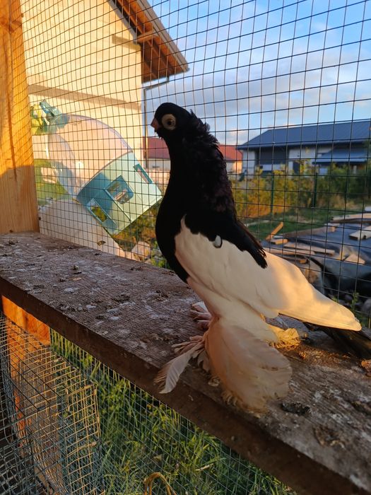 Sroczka polska samczyk