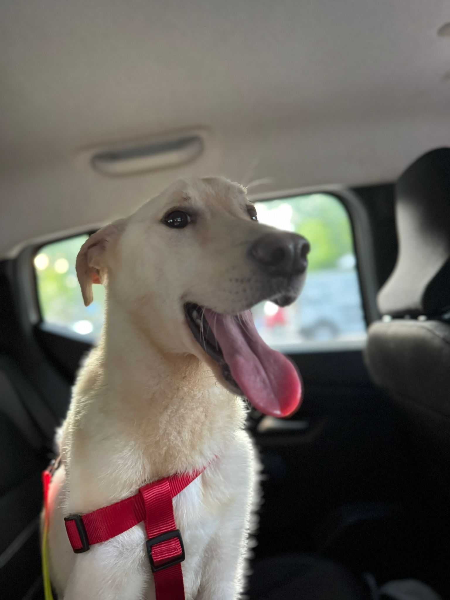 Cão Macho para adoção responsável