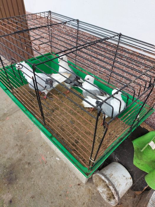 Gołębie ozdobne mewki