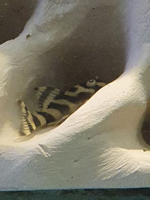 Zbrojnik L333 select