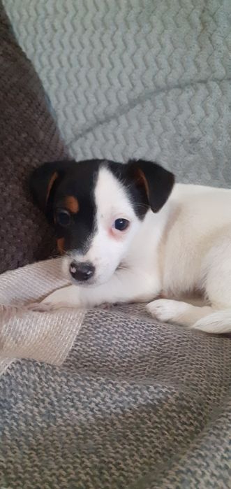 Jack Russell terrier- suczka