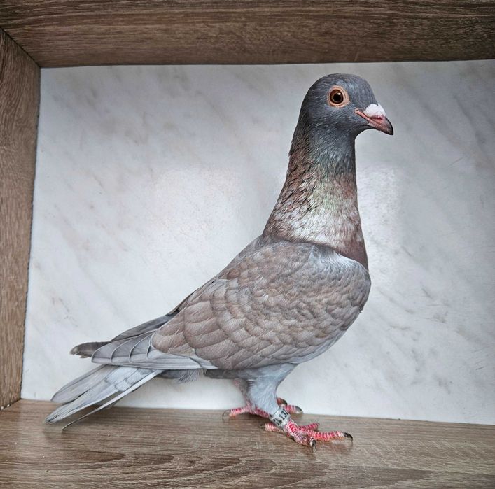 Opal gołębie pocztowe