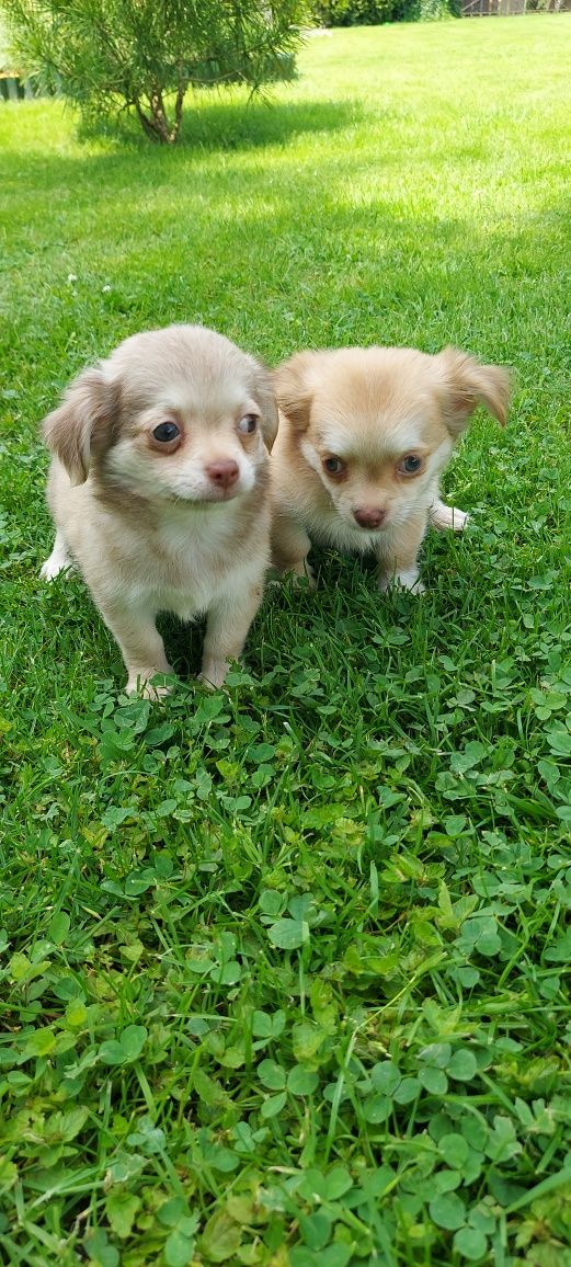 Chihuahua długowłosa piesek!