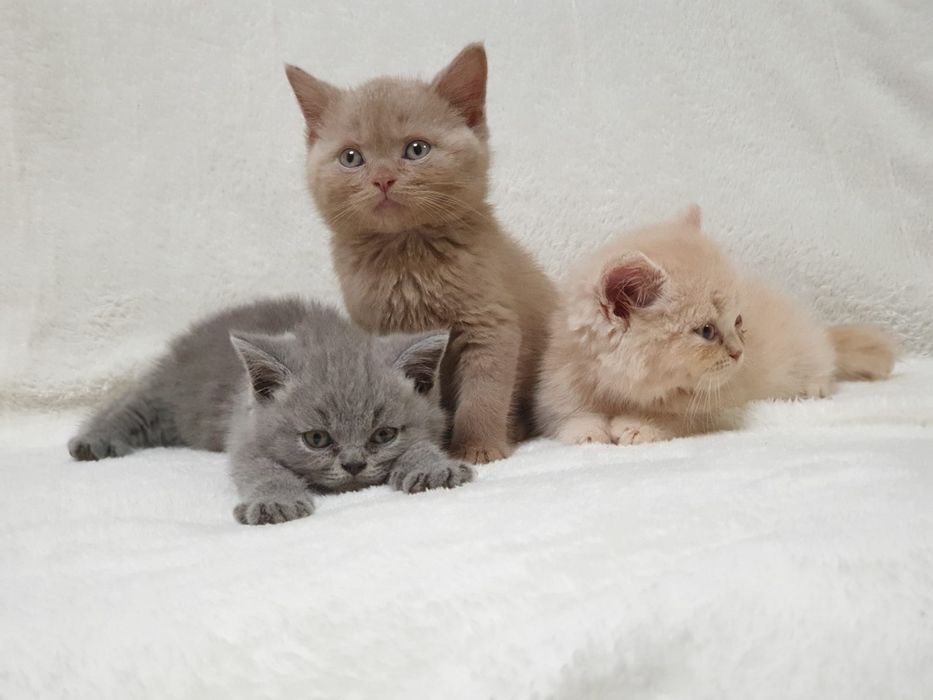 Kot brytyjski, kociak pieszczoch brytyjski niebieski