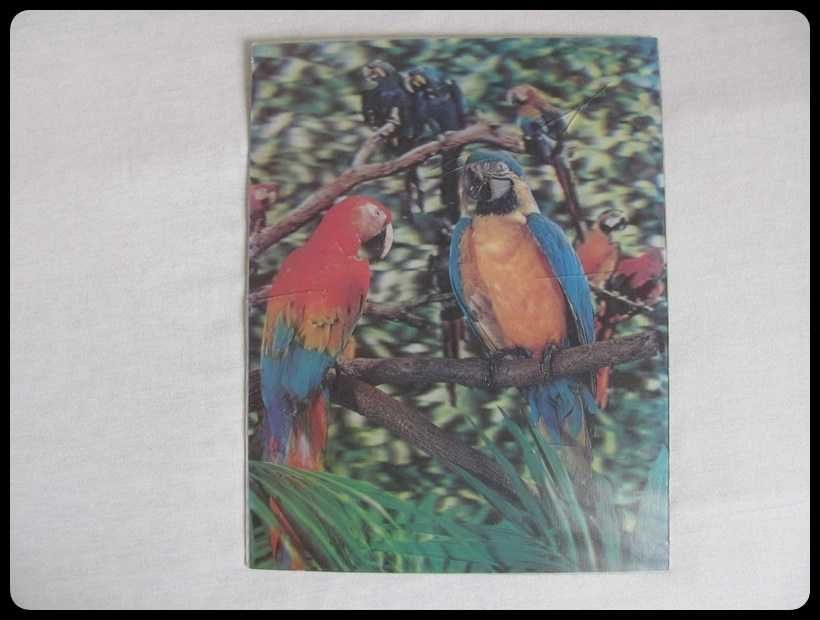 OBRAZ obrazek trójwymiarowy papugi 26 x 34 cm