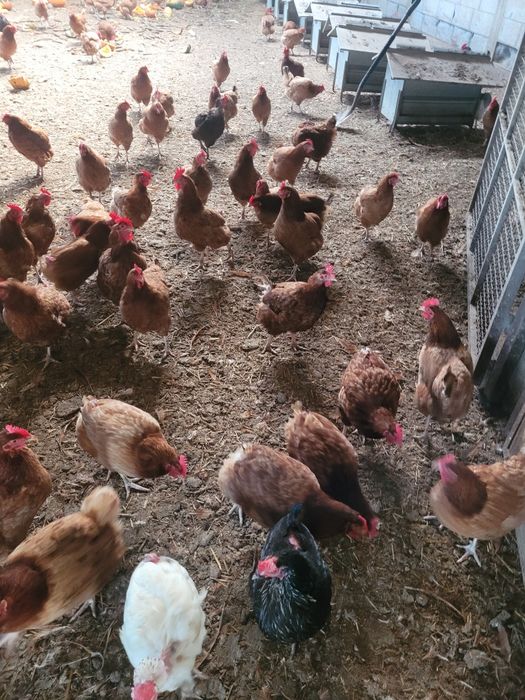 Kury nioski zagrodowe