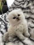 Fêmea Scottish Fold Highland