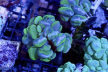 Plerogyra Bubble Coral Bicolo FLUOLAMPS WYSYLKI