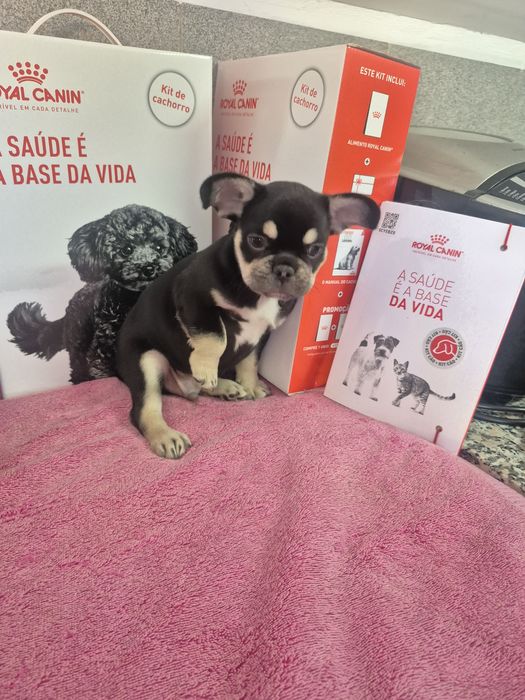 Bulldog Francês Macho Black tan Criadora Registada PT 3088 FL