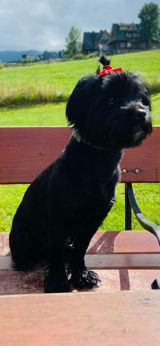 Pinczery pieski do oddania w dobre rece