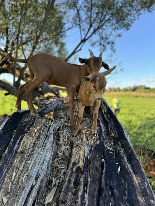 Кози Альпійськоі породи