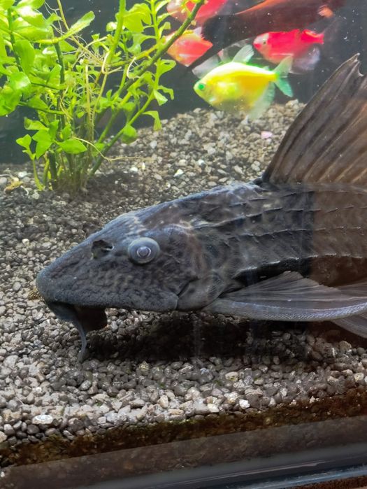 Duży zbrojnik ( glonojad )