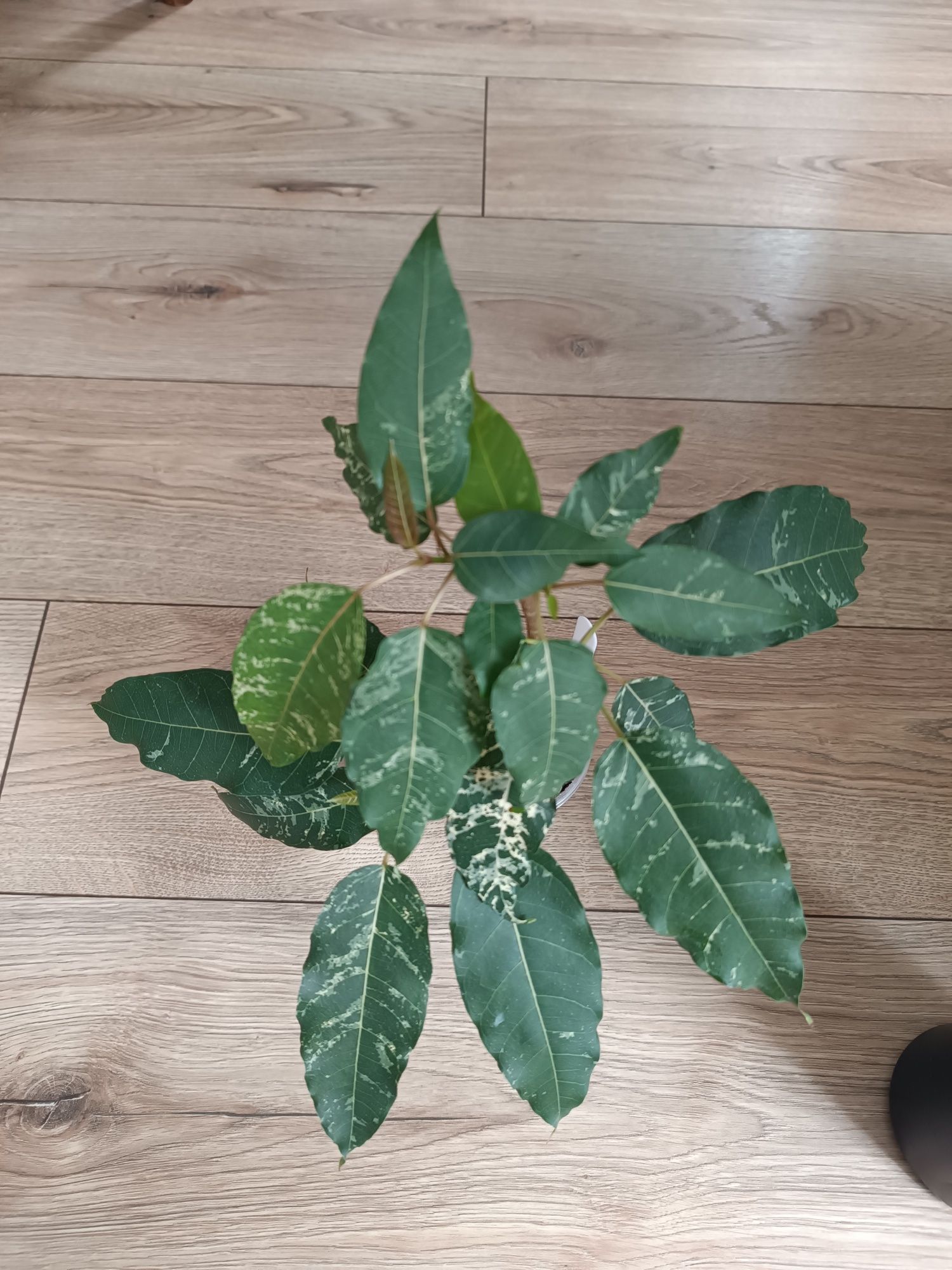 Fikus ficus NN Virens