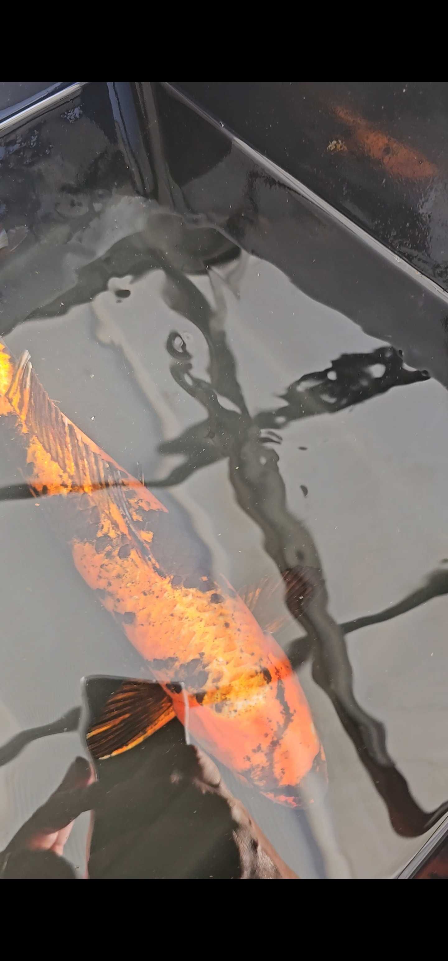 Carpa koi kin ki utsuri