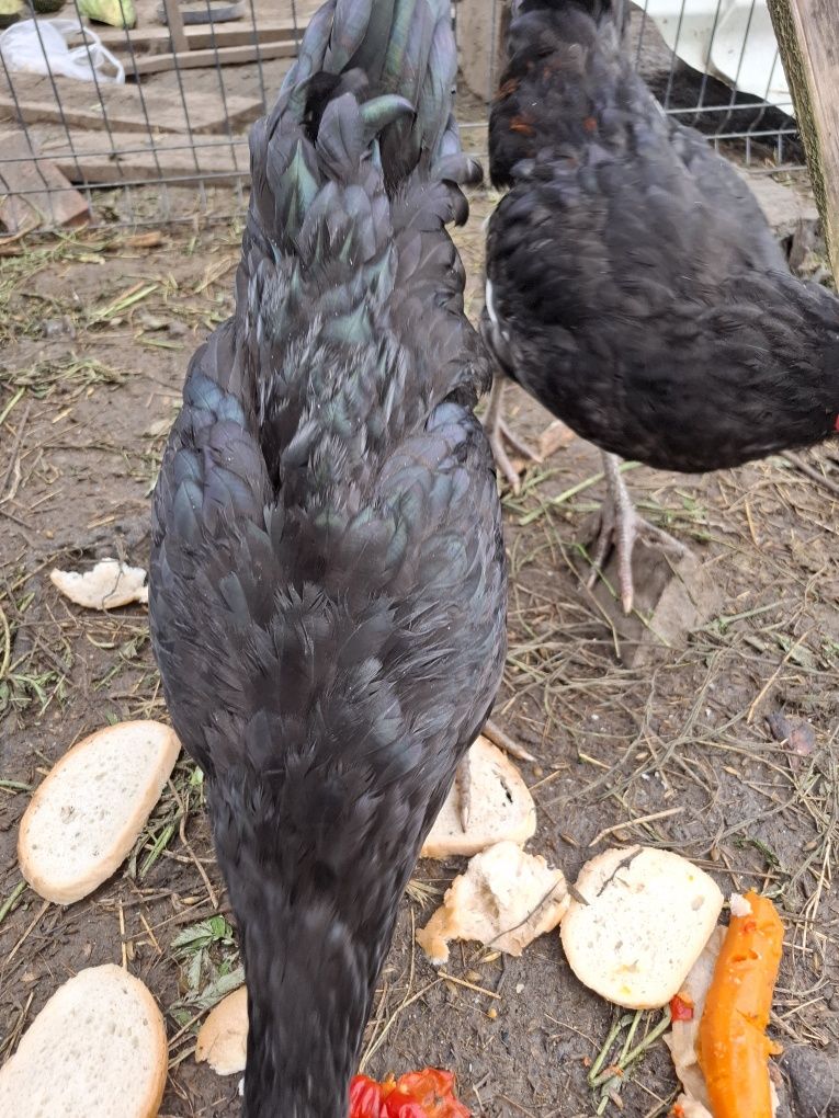 Koguty  Australorp