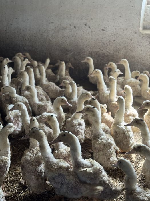 Продам качок породи Мулард. Качка жива вага/ тушка.