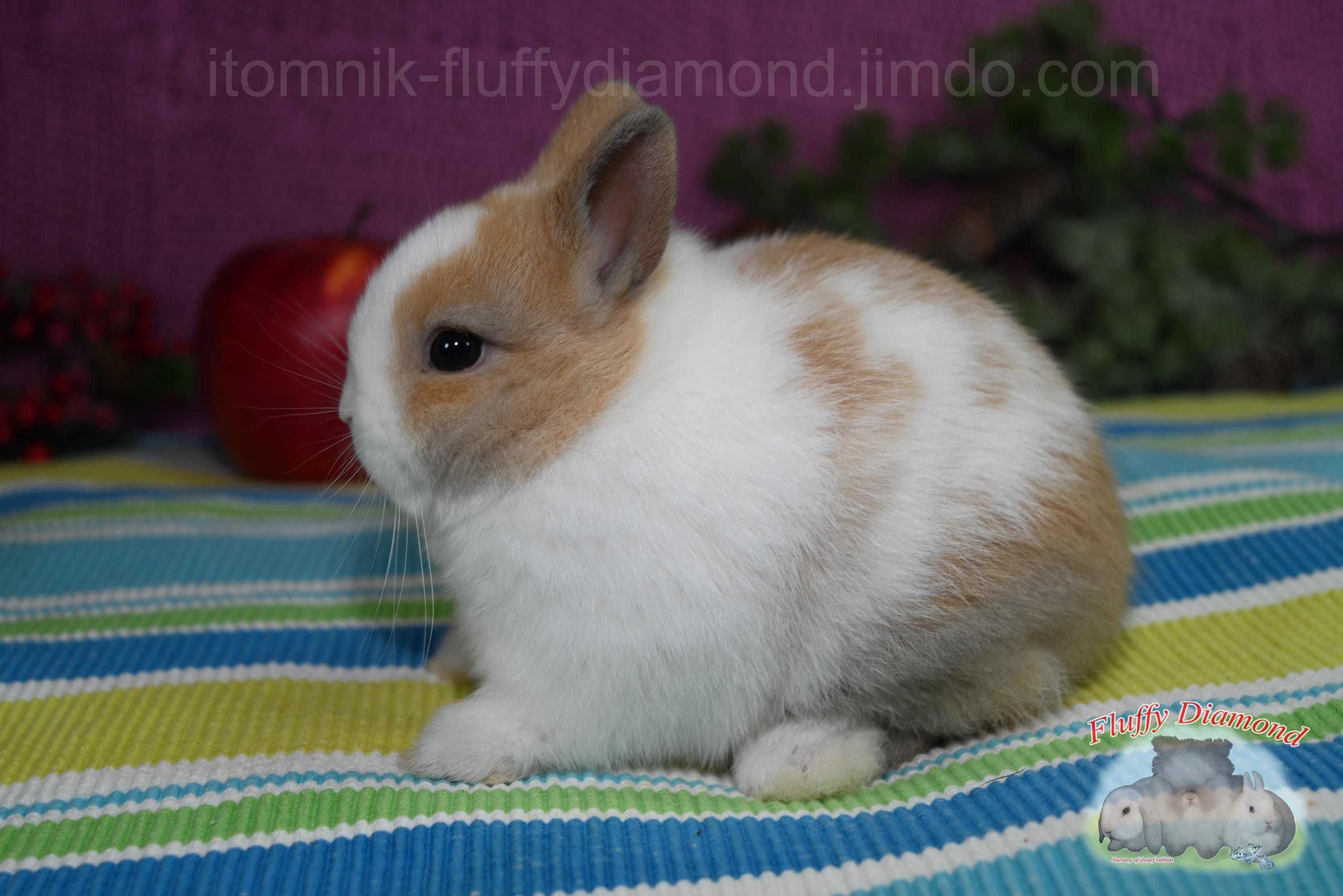 Потрясающе милый малыш карликового кролика из питомника