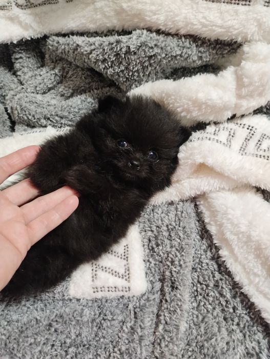 Szpic miniaturowy pomeranian mini i miś