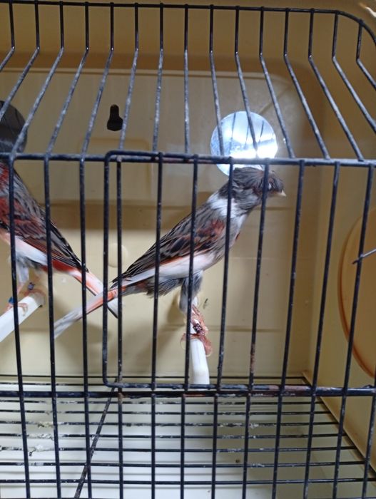 Arlequim português venda/troca