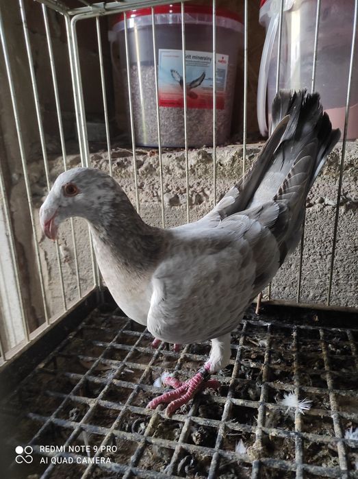 gołębie rzeszowskie