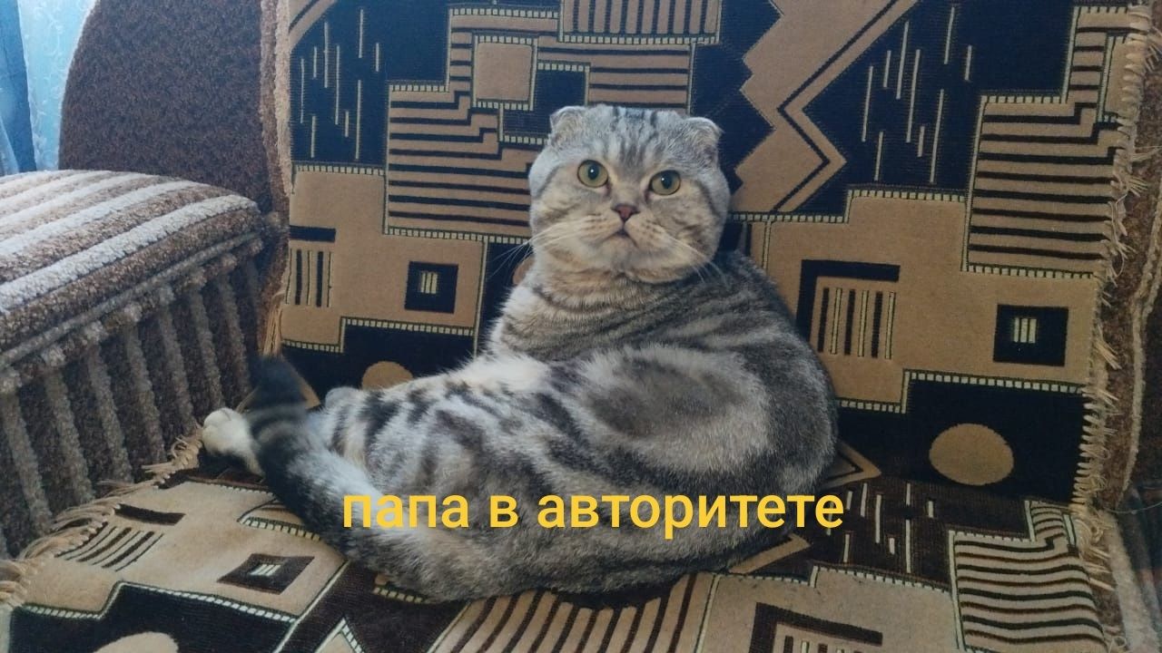 Продам шотландских котят
