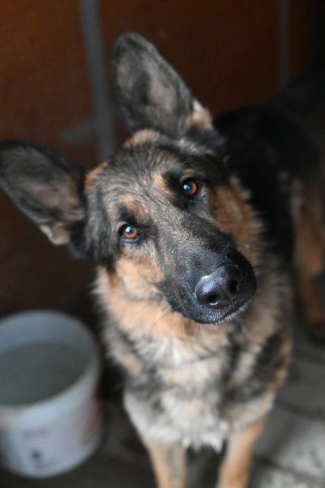 Blejz, przepiękny pies w typie owczarka czeka na dom