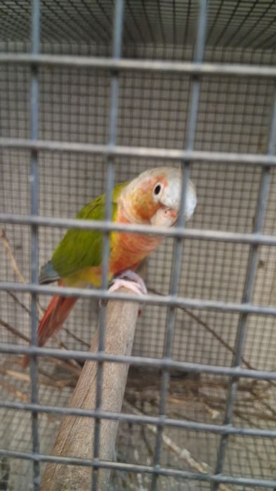 Pyrruras para cedência