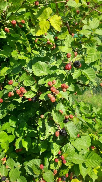 Ягода Малина, Ожина заморожена Ів-Франківськ