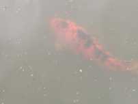 Troco peixes de lago agua fria por peixes de lago grandes ou pequenos