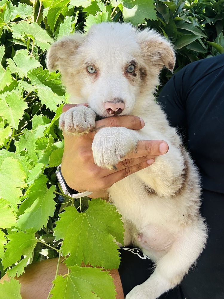 Menino border collie red merle um olho azul outro verde