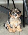 Śliczna suczka Blue Merle Yorkshire Terrier