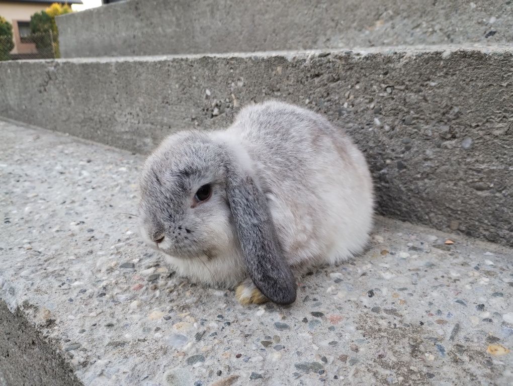 Mini lop królik gotowy do odbioru