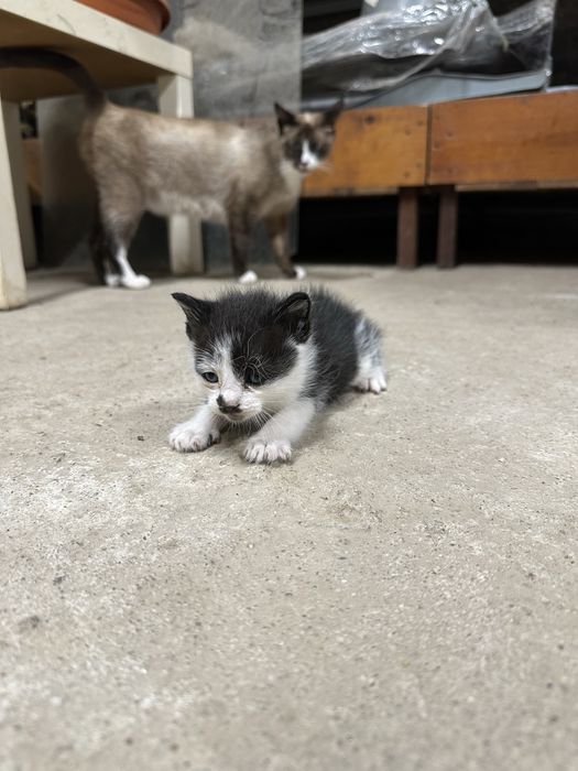 6 Gatinhos para adoçao