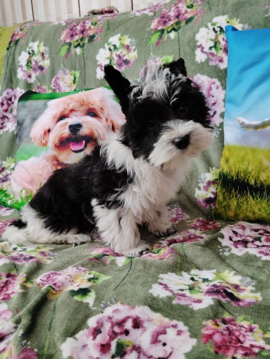 York terrier łódzkie