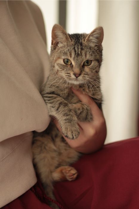 Тактильна кішечка в добрі руки