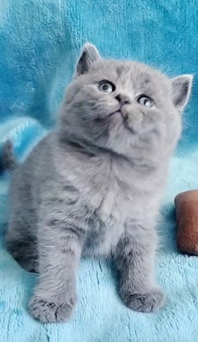 British Shorthair blue Fêmea