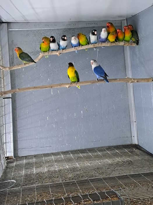 Tenho agapones personatus e fischer