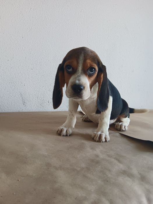 Beagle tricolor  fêmea