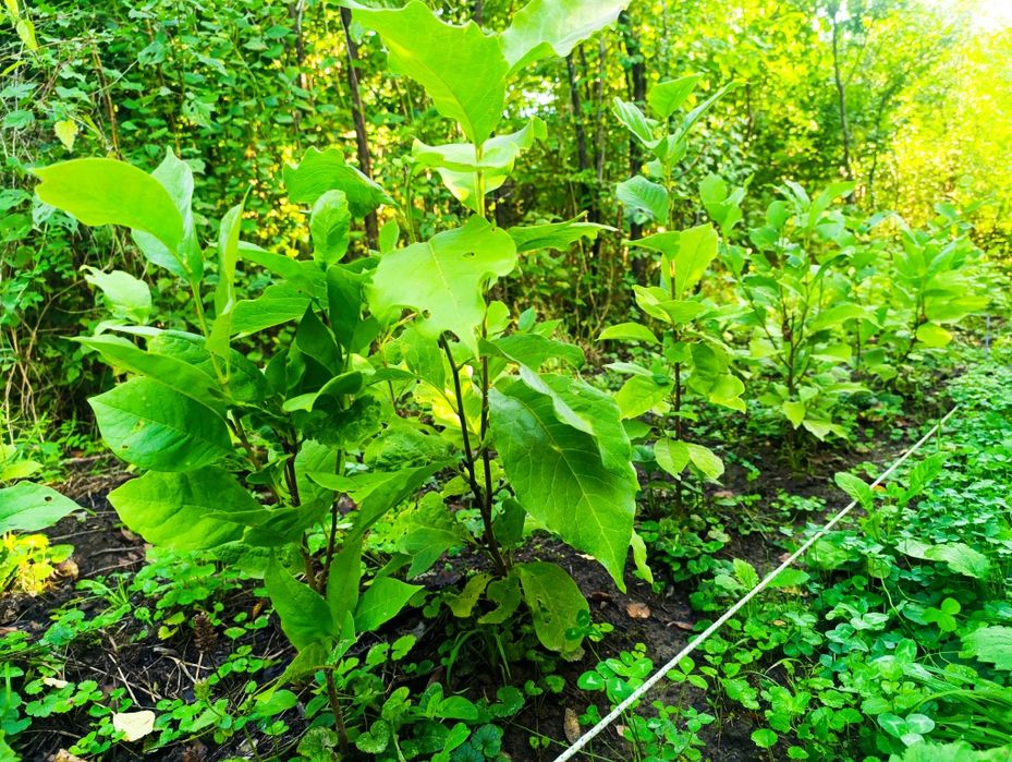 Магнолія суланжа, 3р, відкрита к.с.