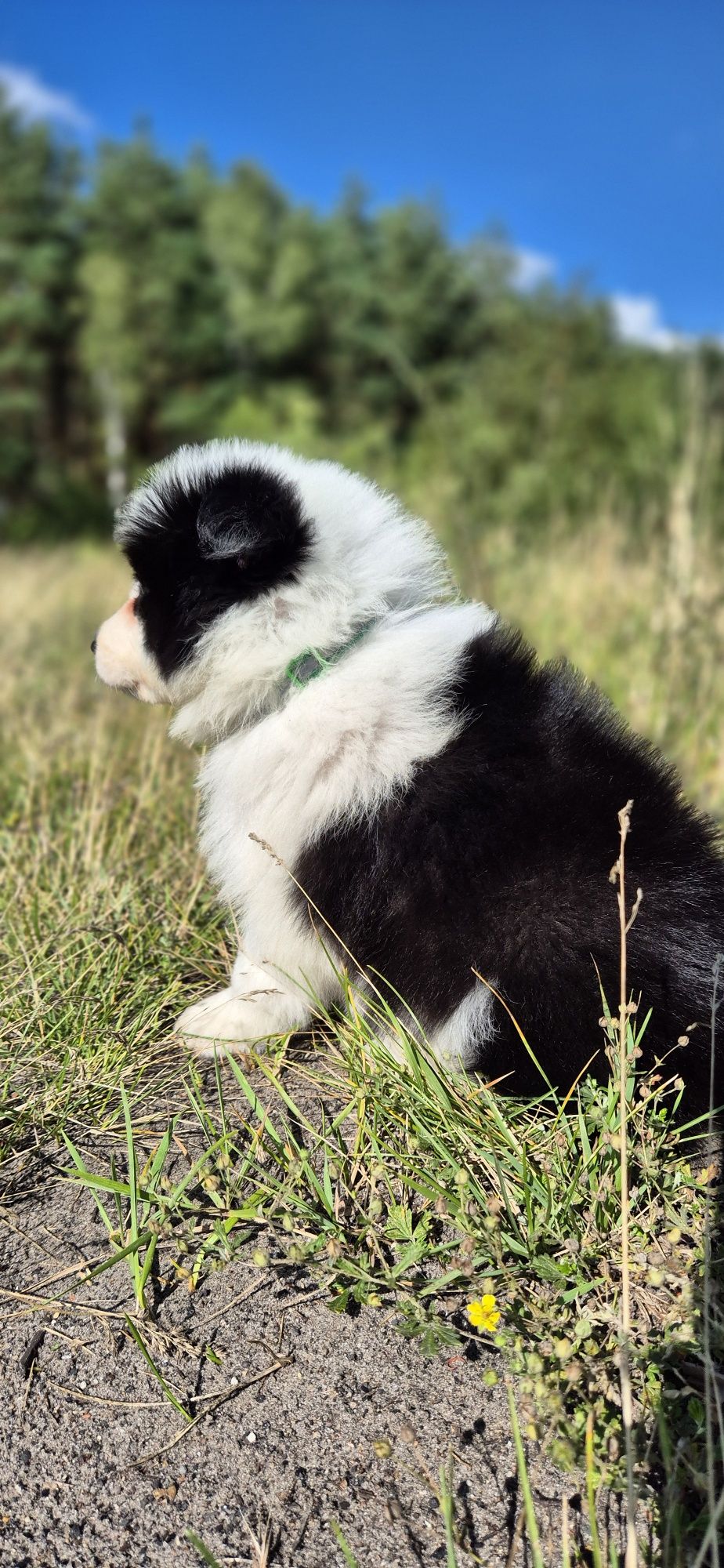Piesek border collie