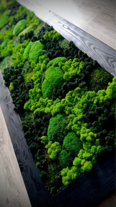 Mech Chrobotek w ramie 50 x 70cm lub 60 x 90cm różne rozmiary