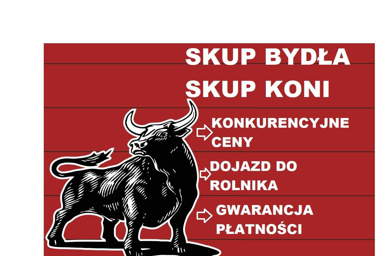 SKUP Bydła Koni Żywca !UBÓJ!