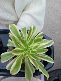 Aeonium arboreugata