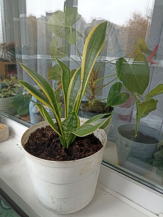 Sprzedam kwiat Sansoewiera